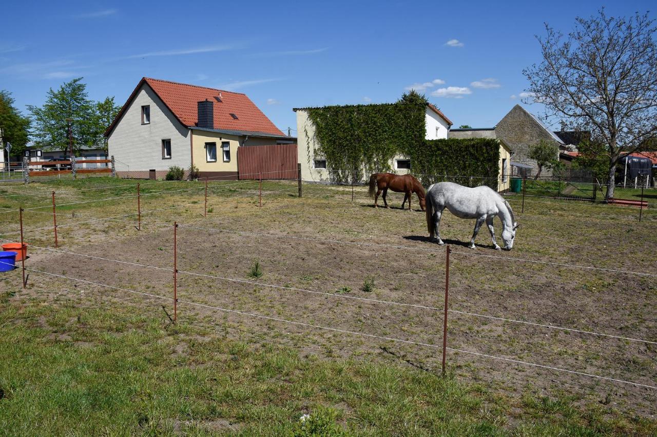 Barrierefreie Ferienwohnung Trueben Bornum Extérieur photo